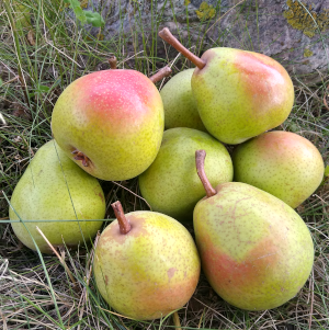 Biohof am Elm: Bio-Birnen & Äpfel aus Evessen
