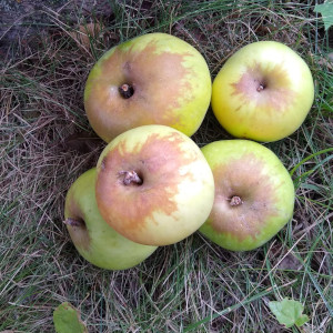Seestermüher Zitronenapfel